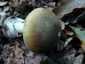 Gyilkos galóca (Amanita phalloides), Somogy